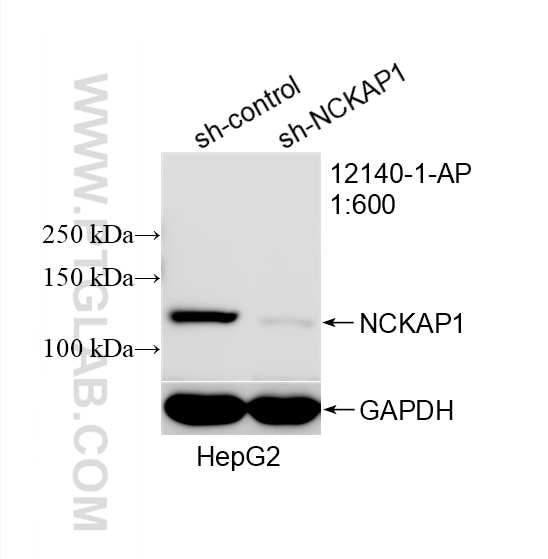 Western Blot (WB) analysis of HepG2 cells using NCKAP1 Polyclonal antibody (12140-1-AP)