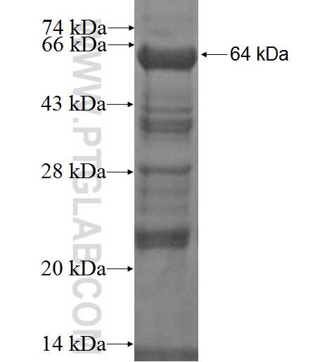 NAP1;NCKAP1 fusion protein Ag2788 SDS-PAGE