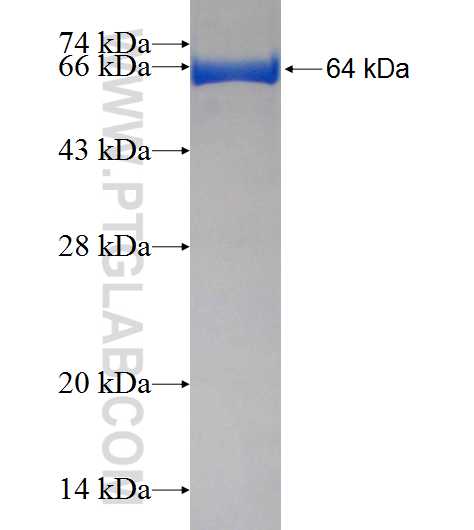 NCKIPSD fusion protein Ag1915 SDS-PAGE