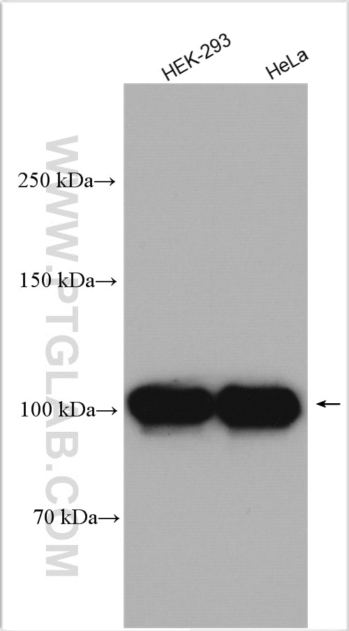 Western Blot (WB) analysis of various lysates using NCL Polyclonal antibody (10556-1-AP)