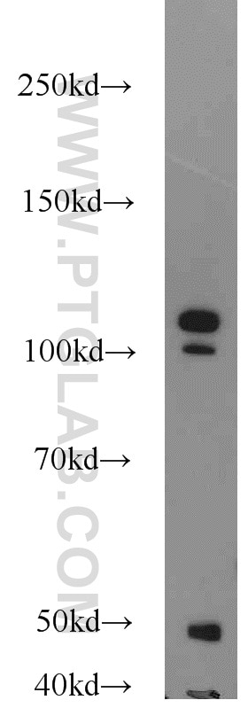 Western Blot (WB) analysis of HEK-293 cells using NCL Polyclonal antibody (10556-1-AP)