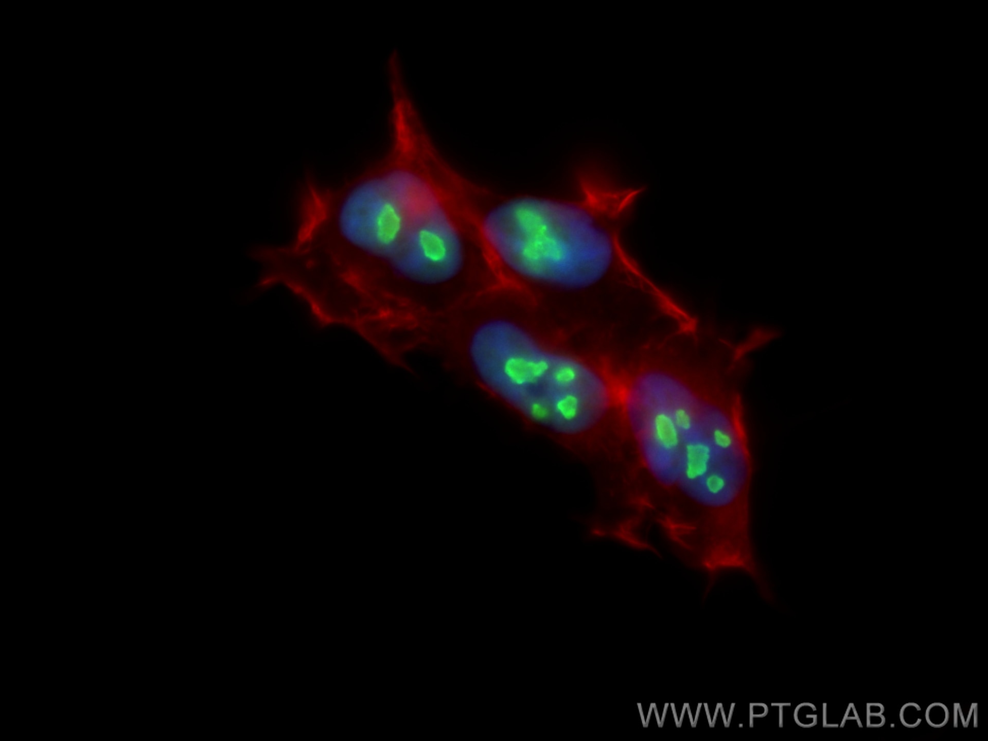 Immunofluorescence (IF) / fluorescent staining of HEK-293 cells using CoraLite® Plus 488-conjugated NCL Polyclonal antib (CL488-10556)