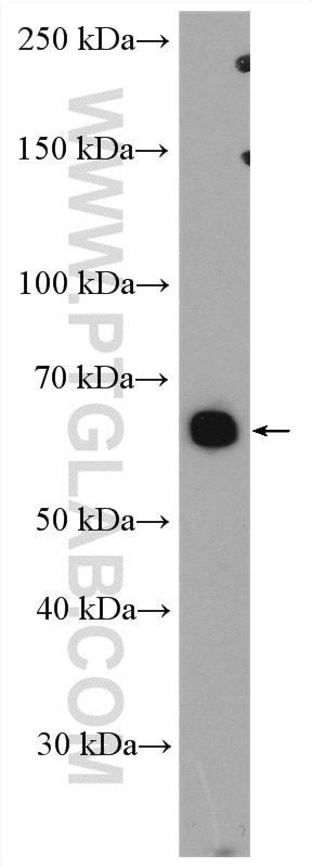 Western Blot (WB) analysis of mouse pancreas tissue using NCLN Polyclonal antibody (10985-1-AP)