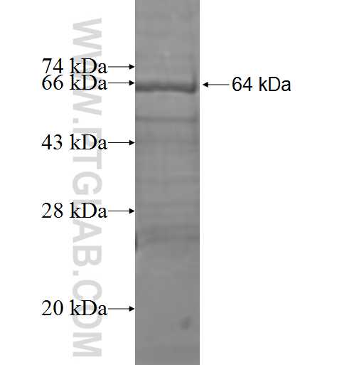 NCLN fusion protein Ag1430 SDS-PAGE
