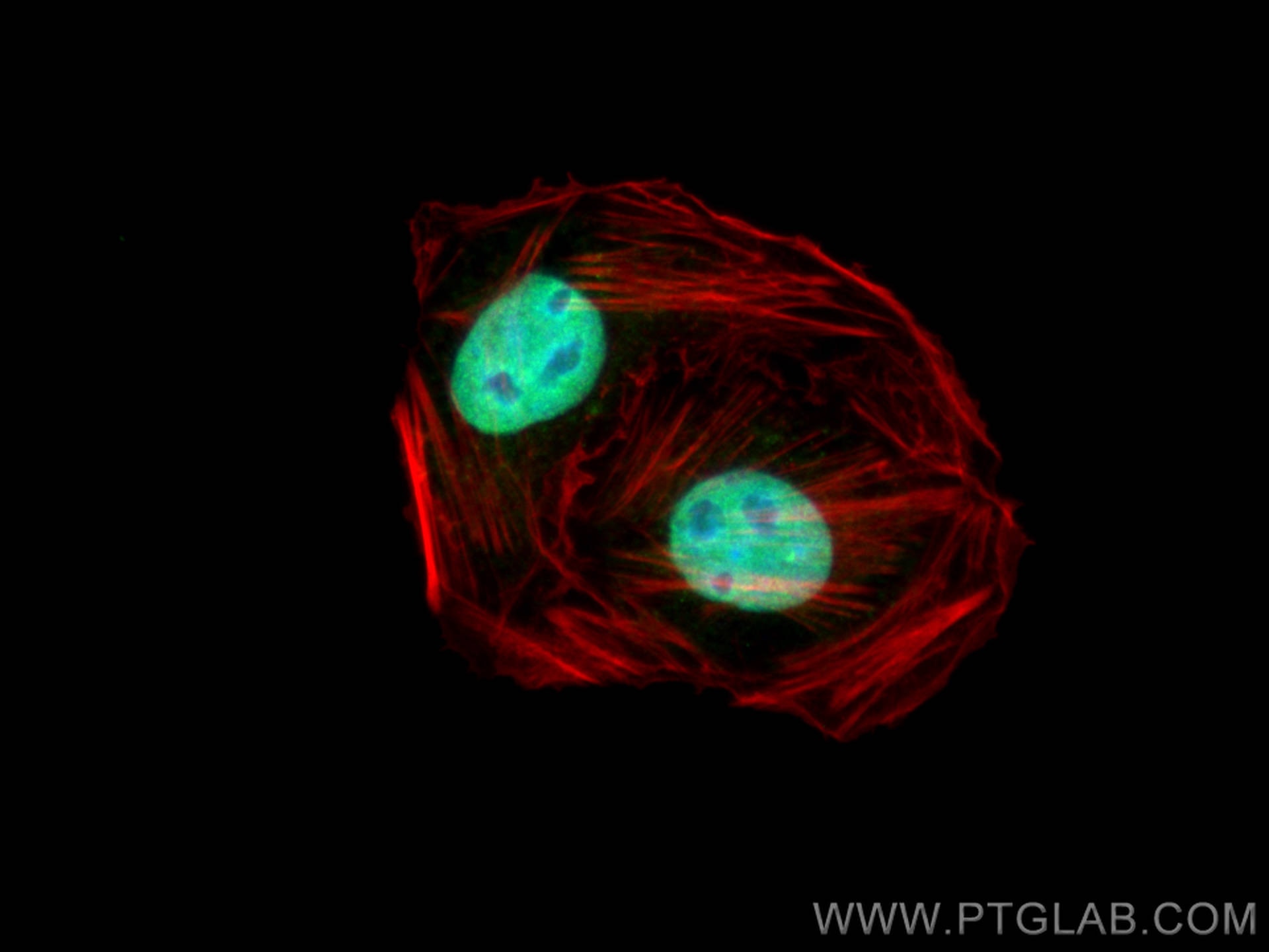 Immunofluorescence (IF) / fluorescent staining of U2OS cells using NCOA2 Polyclonal antibody (30962-1-AP)
