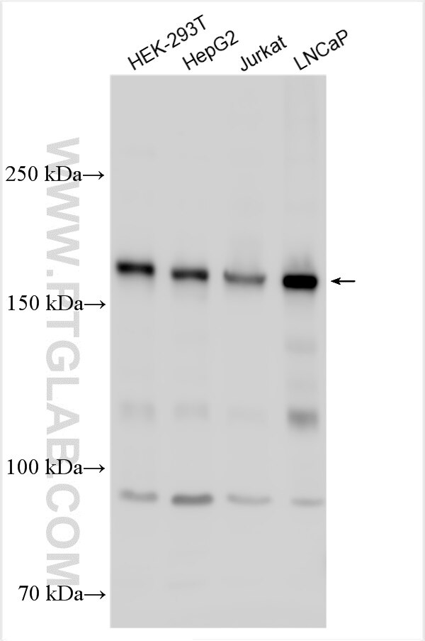 Western Blot (WB) analysis of various lysates using NCOA2 Polyclonal antibody (30962-1-AP)