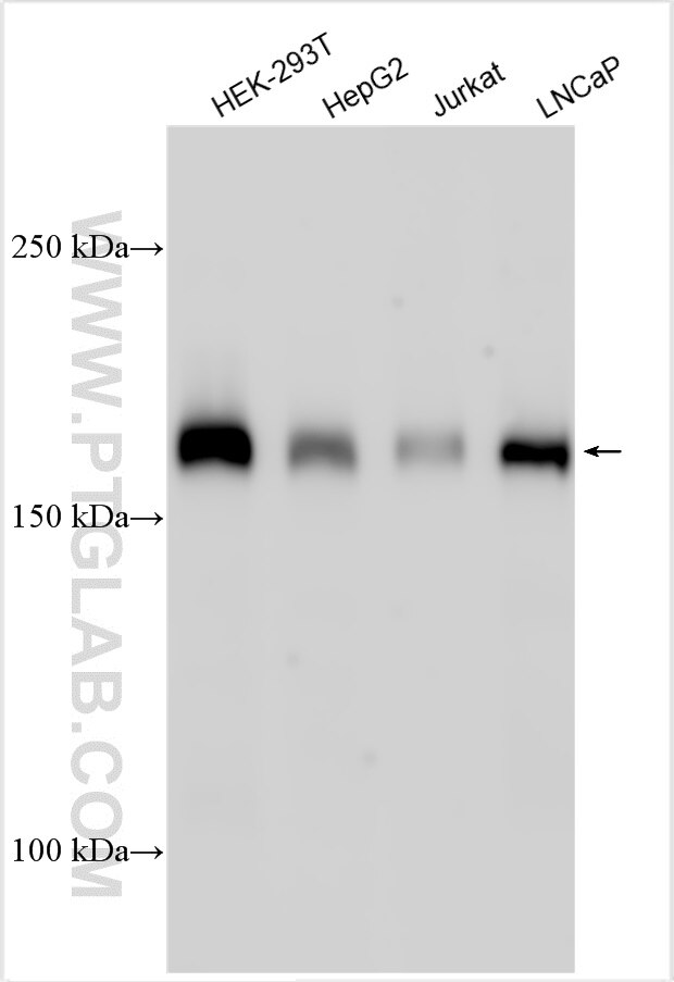 Western Blot (WB) analysis of various lysates using NCOA2 Polyclonal antibody (30962-1-AP)