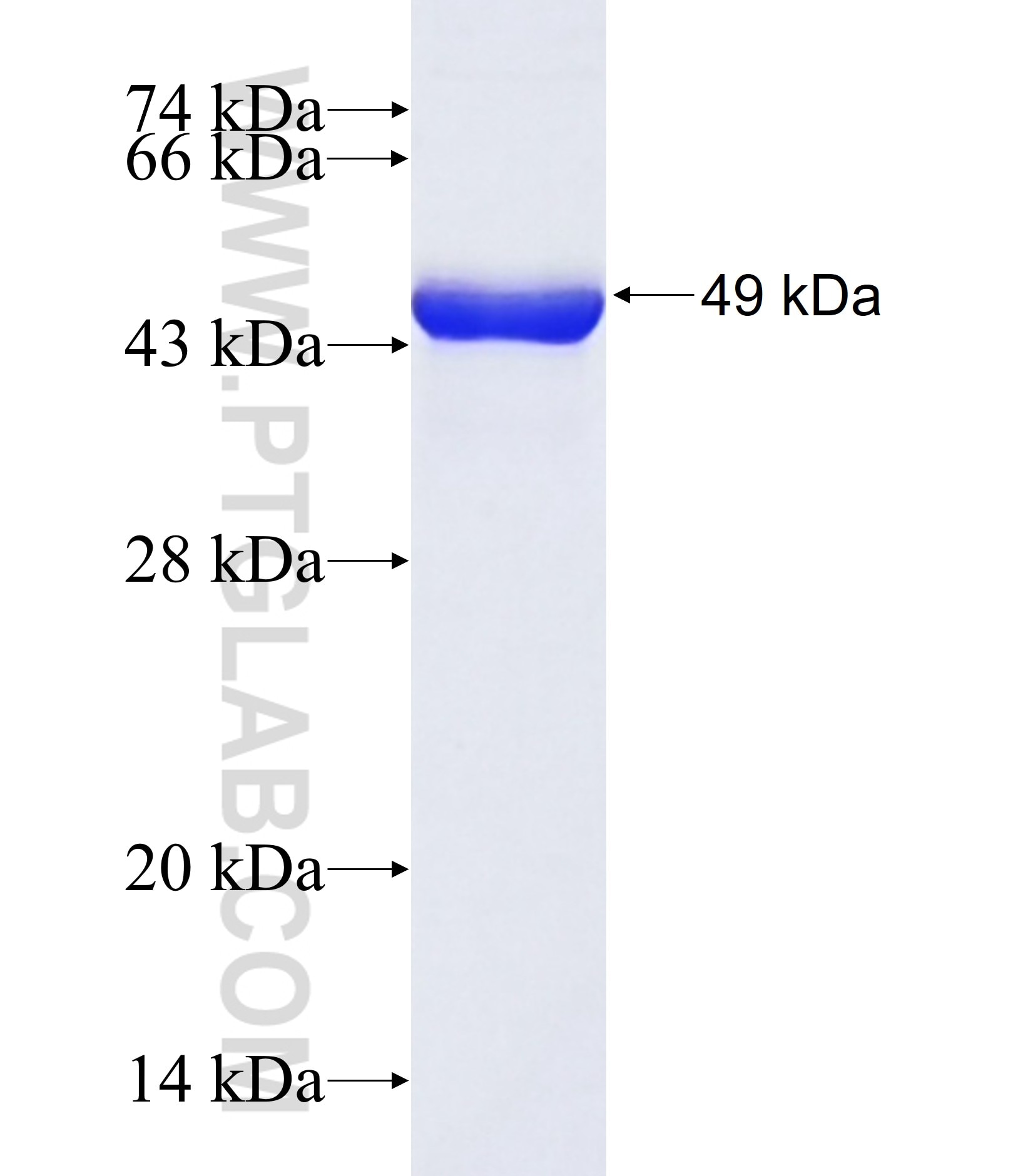 NCOA2 fusion protein Ag33395 SDS-PAGE