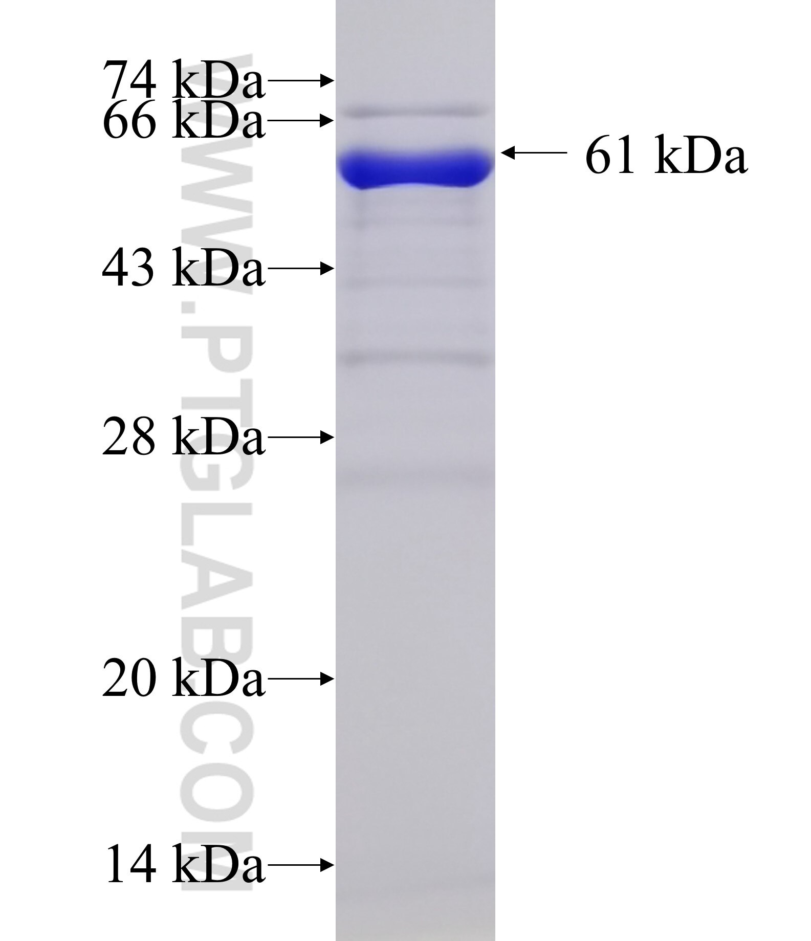 NCOA2 fusion protein Ag33768 SDS-PAGE