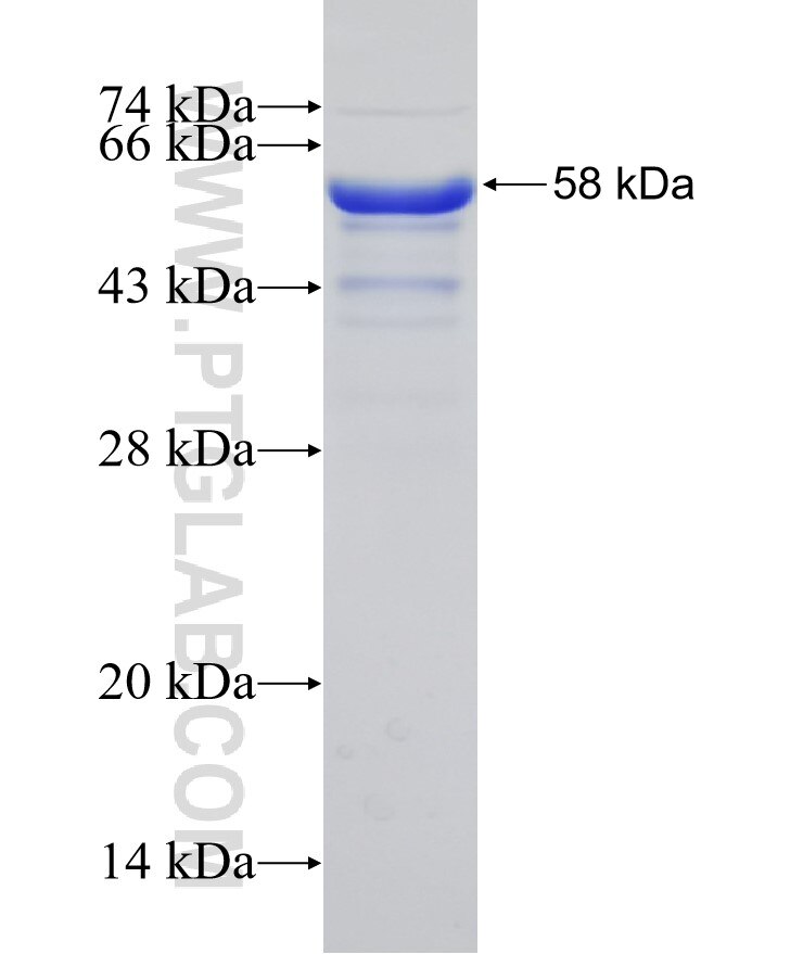NCOA3 fusion protein Ag30633 SDS-PAGE