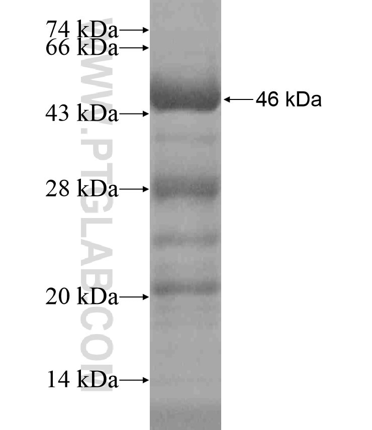 NCOA3 fusion protein Ag18424 SDS-PAGE
