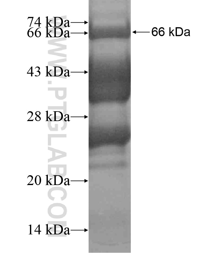 NCOA3 fusion protein Ag18434 SDS-PAGE