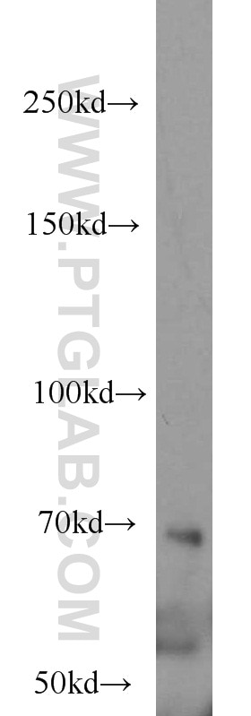 NCOA4