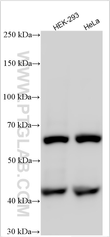 Western Blot (WB) analysis of various lysates using NCOA5 Polyclonal antibody (20175-1-AP)
