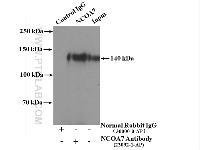 Immunoprecipitation (IP) experiment of HEK-293 cells using NCOA7 Polyclonal antibody (23092-1-AP)