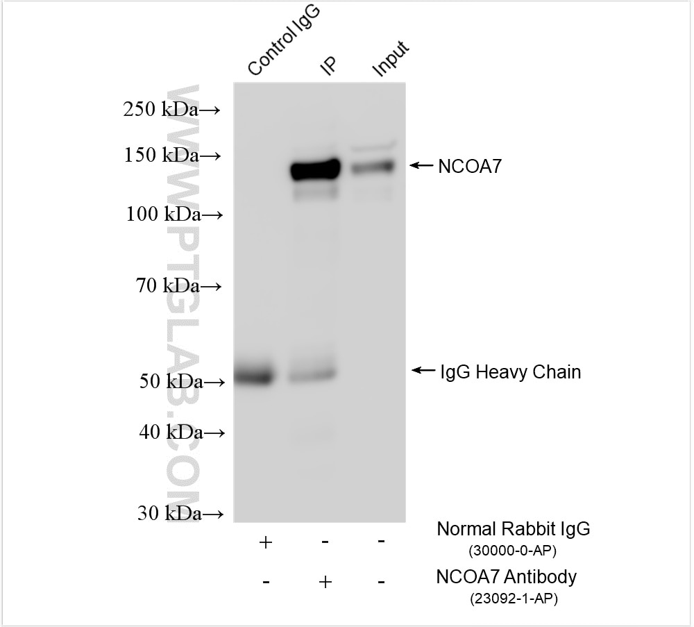 Immunoprecipitation (IP) experiment of HEK-293 cells using NCOA7 Polyclonal antibody (23092-1-AP)