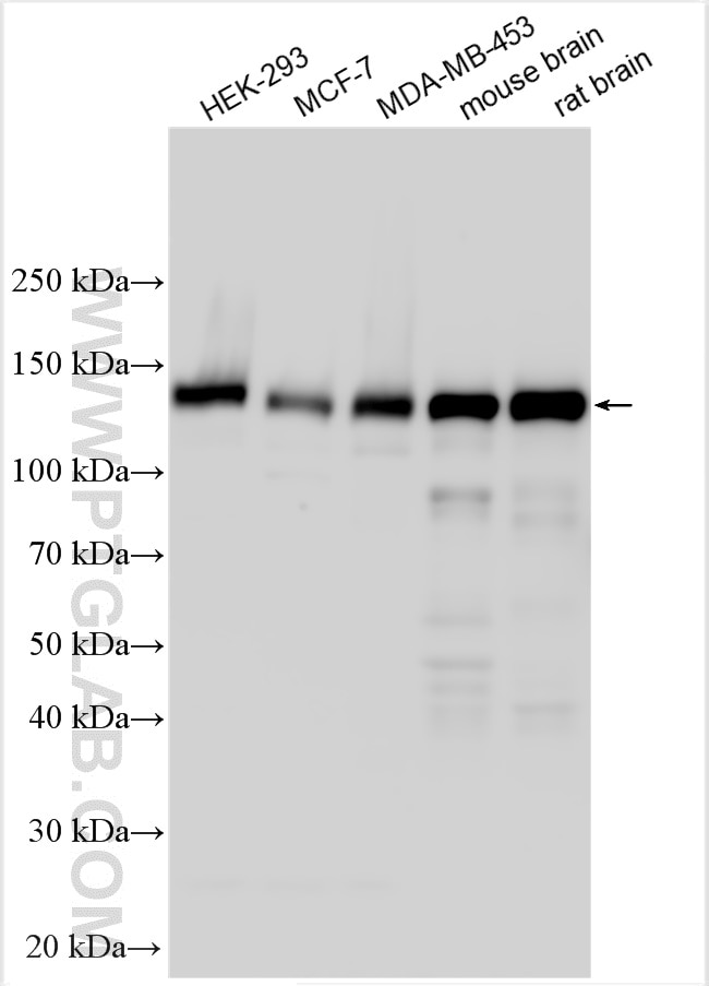 Western Blot (WB) analysis of various lysates using NCOA7 Polyclonal antibody (23092-1-AP)