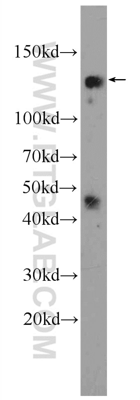 Western Blot (WB) analysis of HEK-293 cells using NCOA7 Polyclonal antibody (23092-1-AP)