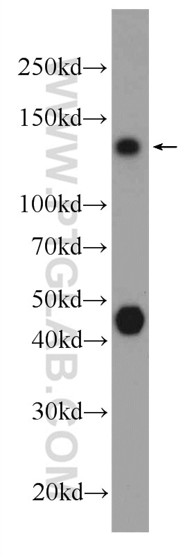 Western Blot (WB) analysis of MCF-7 cells using NCOA7 Polyclonal antibody (23092-1-AP)