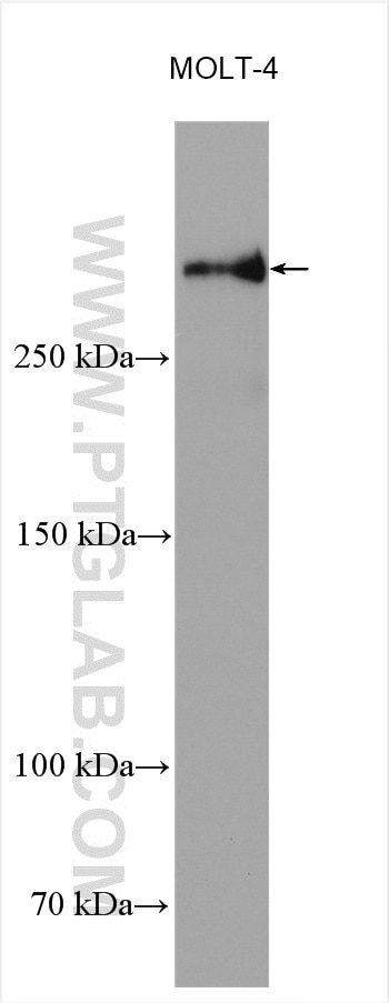 WB analysis using 29952-1-AP