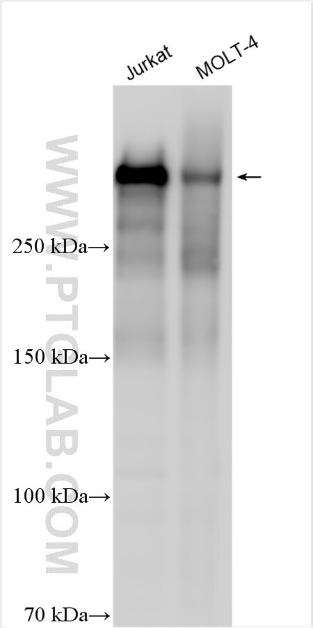 Western Blot (WB) analysis of various lysates using NCOR2 Polyclonal antibody (29952-1-AP)