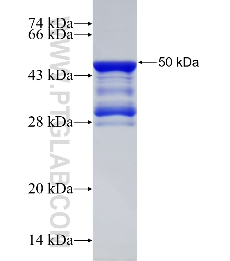 NCOR2 fusion protein Ag30727 SDS-PAGE