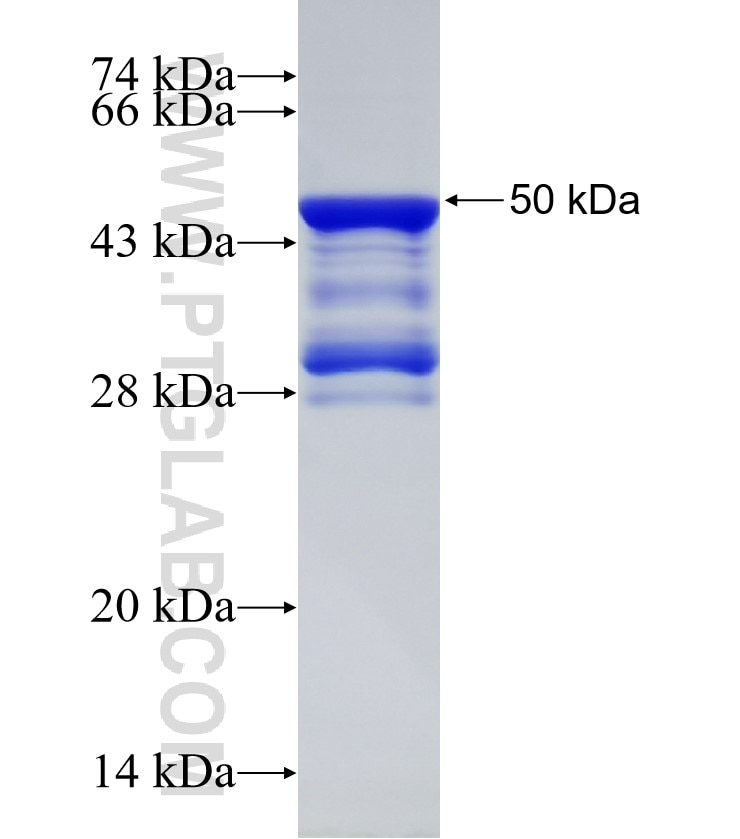 NCOR2 fusion protein Ag30727 SDS-PAGE