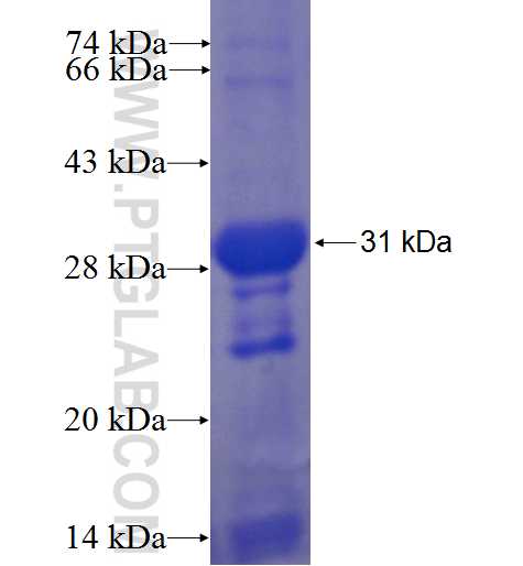 NCR1 fusion protein Ag6454 SDS-PAGE