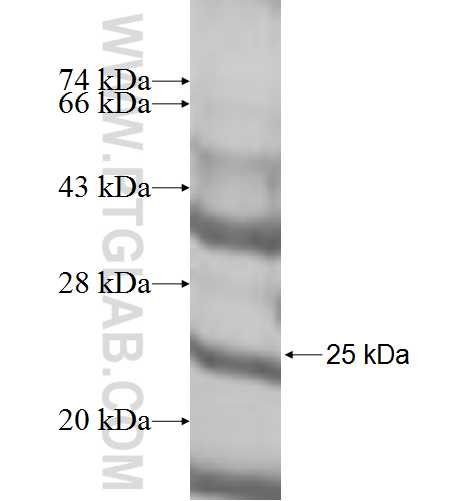 NCR3 fusion protein Ag10050 SDS-PAGE