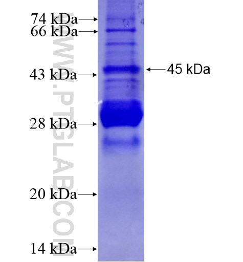 NCR3 fusion protein Ag11369 SDS-PAGE