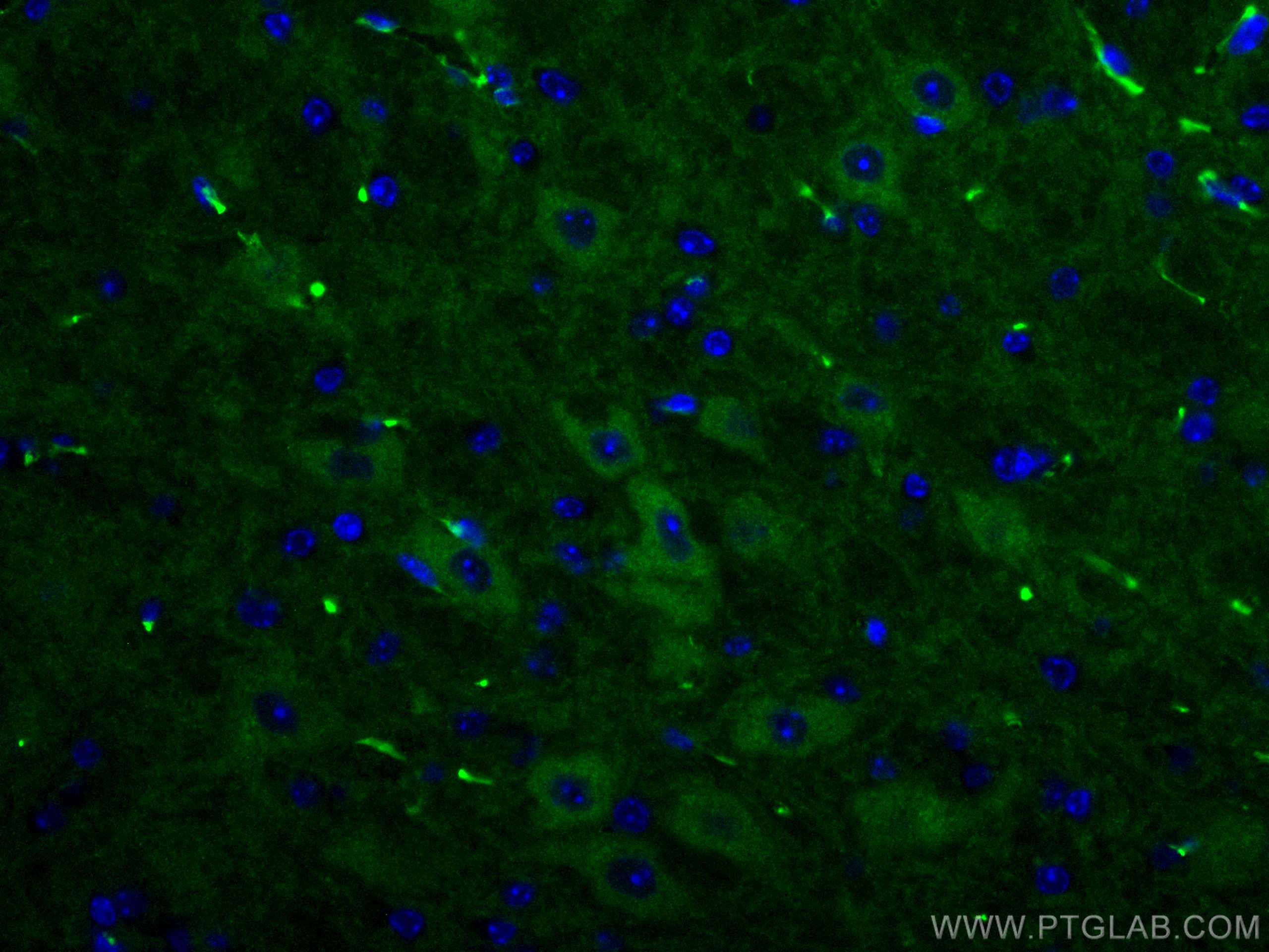 Immunofluorescence (IF) / fluorescent staining of mouse brain tissue using NCS1 Monoclonal antibody (67616-1-Ig)