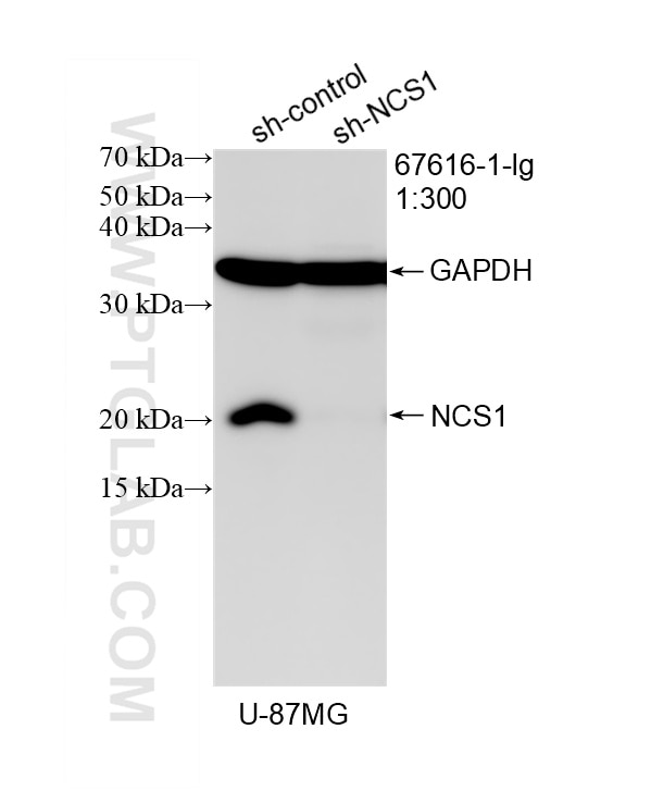 Western Blot (WB) analysis of U-87 MG cells using NCS1 Monoclonal antibody (67616-1-Ig)