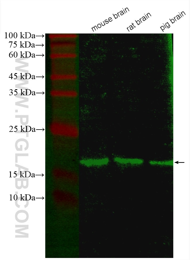 Western Blot (WB) analysis of various lysates using CoraLite® Plus 488-conjugated NCS1 Monoclonal anti (CL488-67616)