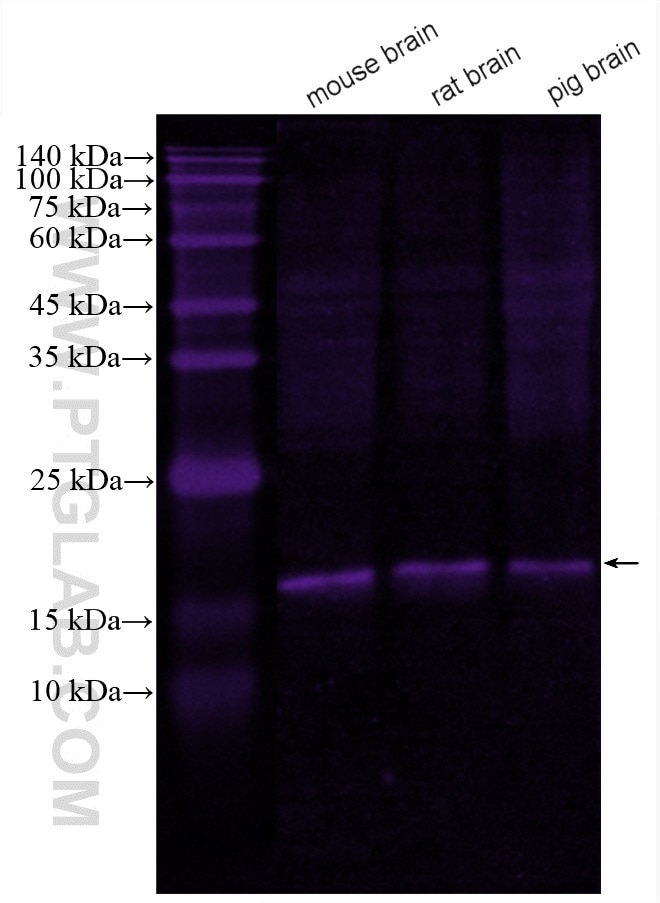 Western Blot (WB) analysis of various lysates using CoraLite® Plus 647-conjugated NCS1 Monoclonal anti (CL647-67616)