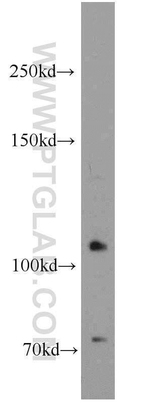 Western Blot (WB) analysis of C6 cells using Nicastrin Polyclonal antibody (14071-1-AP)