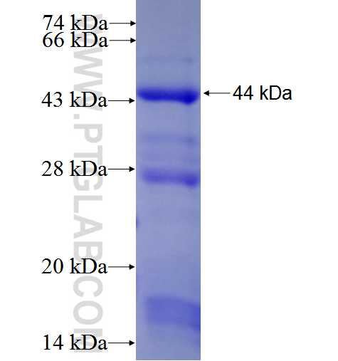 Nicastrin fusion protein Ag5137 SDS-PAGE