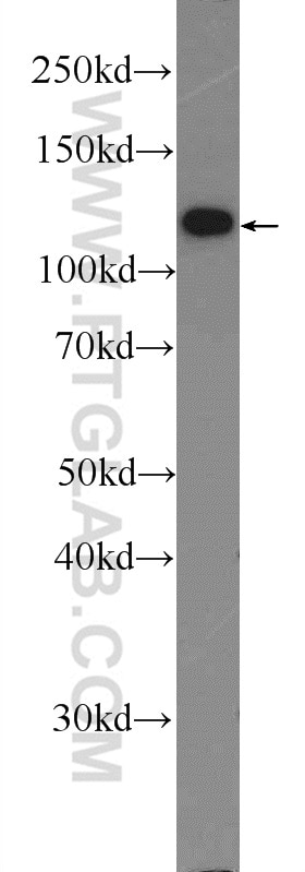 Western Blot (WB) analysis of mouse brain tissue using NCX1 Polyclonal antibody (55075-1-AP)