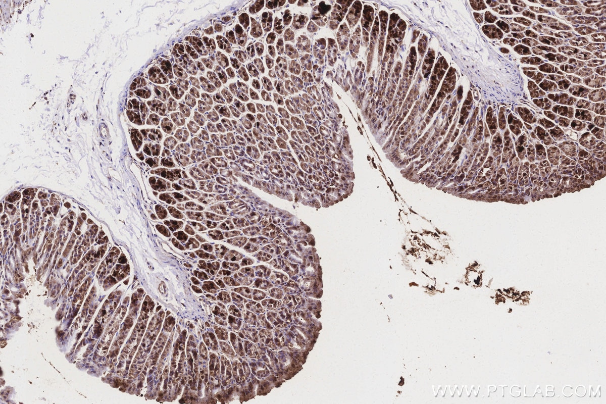 IHC staining of mouse stomach using 19703-1-AP Immunohistochemistry (IHC) staining of mouse stomach tissue using ND1 Polyclonal antibody (19703-1-AP)