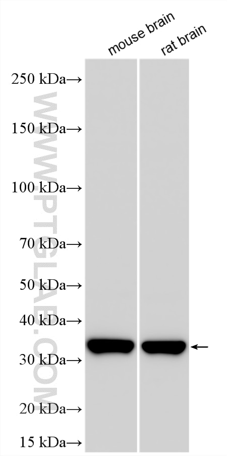 WB analysis using 19703-1-AP Western Blot (WB) analysis of various lysates using ND1 Polyclonal antibody (19703-1-AP)