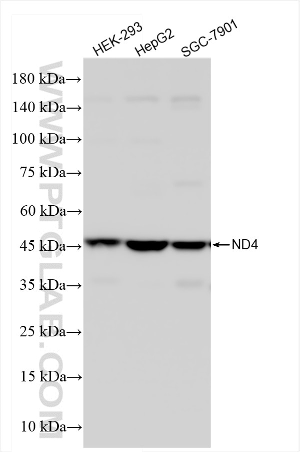 Western Blot (WB) analysis of various lysates using ND4 Recombinant antibody (85098-1-RR)