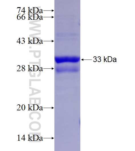 ND4L fusion protein Ag27285 SDS-PAGE