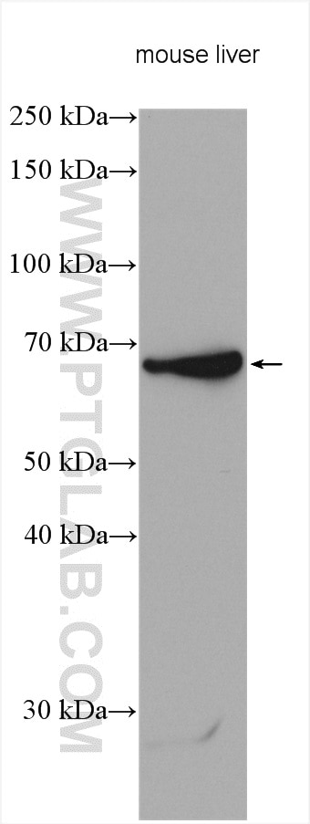 Western Blot (WB) analysis of various lysates using ND5 Polyclonal antibody (55410-1-AP)