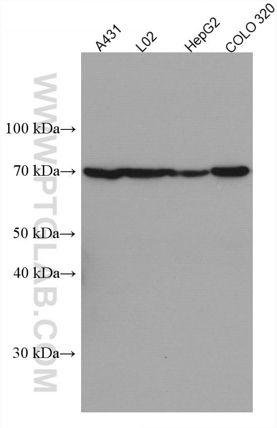 Western Blot (WB) analysis of various lysates using ND5 Monoclonal antibody (66613-1-Ig)