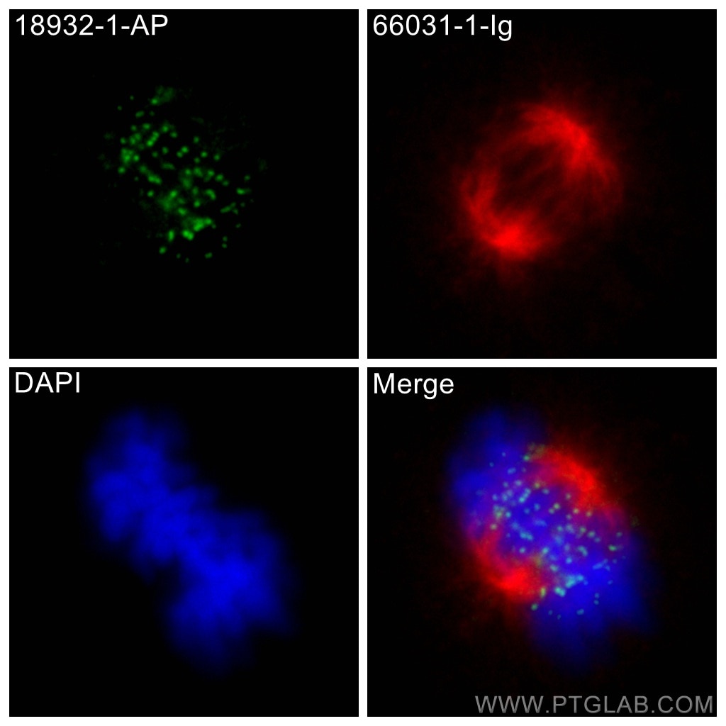 Immunofluorescence (IF) / fluorescent staining of A549 cells using NDC80 Polyclonal antibody (18932-1-AP)