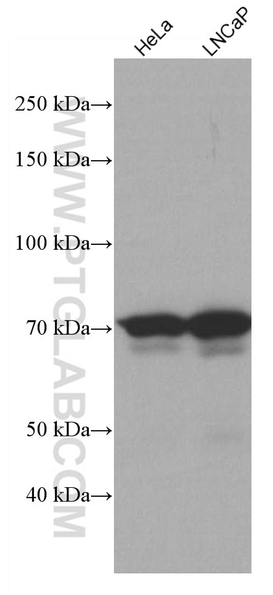 Western Blot (WB) analysis of various lysates using NDC80 Monoclonal antibody (66960-1-Ig)