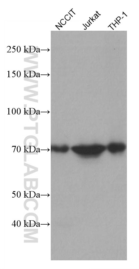 Western Blot (WB) analysis of various lysates using NDC80 Monoclonal antibody (66960-1-Ig)