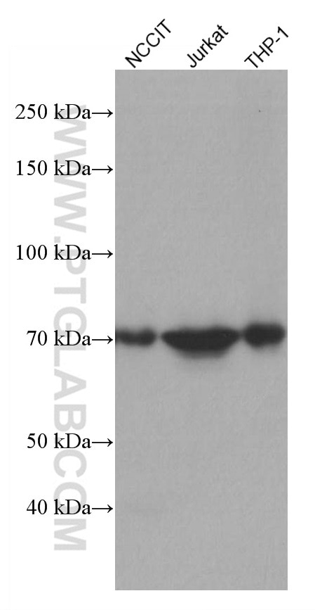 WB analysis using 66960-1-Ig