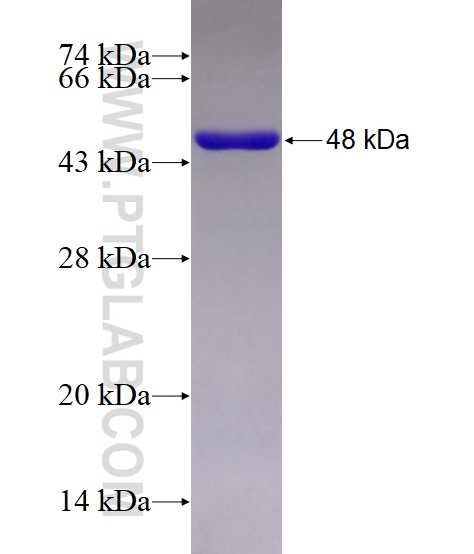 NDC80 fusion protein Ag8065 SDS-PAGE