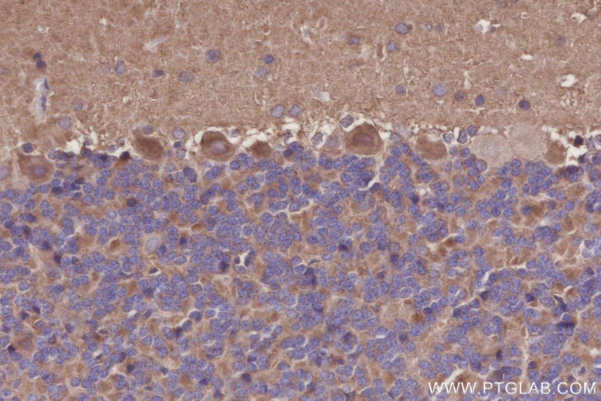 Immunohistochemistry (IHC) staining of rat cerebellum tissue using NDE1 Polyclonal antibody (10233-1-AP)