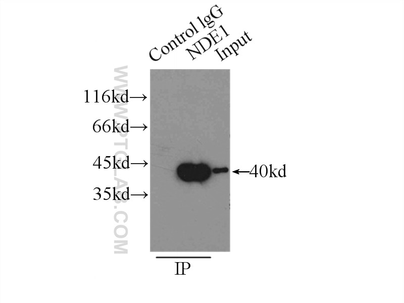 Immunoprecipitation (IP) experiment of HEK-293 cells using NDE1 Polyclonal antibody (10233-1-AP)